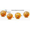 Apresentar Figura 3 Imagem